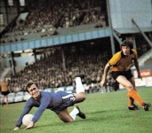 chelsea-wolves-taylor-copy