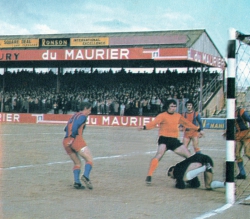 malta-wolves-colour-3-copy